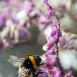 BumbleBee